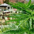 Is Hemp Native to China? A Comprehensive Look at the History of Hemp